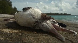 海边发现一只肚子异常的死鸟，男子将其肚子剖开，瞬间就泪目了