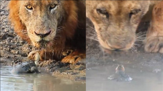 两狮子喝水遇“路霸”乌龟：狮口前毫无惧色，以小搏大赶走入侵者