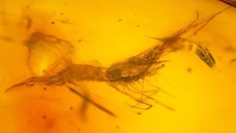 Scientific Reports 科学家发现世界首枚虾类琥珀
