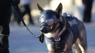 克隆犬都成了“正式工”？北京首批警用克隆犬入警，能力强于普通犬