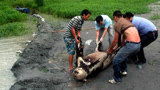 大熊猫死后的“遗体”，国家会如何处理？看完心疼“国宝”3秒！