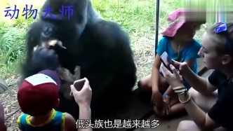 美女给大猩猩看手机，没想到大猩猩看上瘾了，隔着玻璃想动手抢！