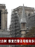 缓慢!寻同款古树 修复巴黎圣母院有多难?