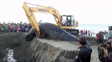 村民发现沙滩搁浅的死鲸鱼！围观的行为太危险！