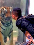 男子隔着玻璃给老虎一个吻，接下来老虎的反应，我也就看了几十遍