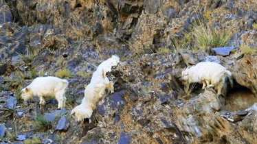 山羊在万丈悬崖间如履平地，行走跳跃，不愧为“山羊”！