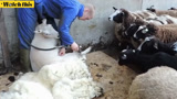 超治愈的剪羊毛过程 小绵羊不吵不闹乖乖被扒了个干净