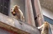 泰国一城市猴子泛滥成灾遭