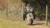 日本大猩猩因颜值走红网络，大批女游客为它尖叫，饲养员：羡慕！