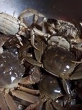 天津人嗜吃螃蟹，为了储藏螃蟹，当地人专研出了最简单的方法！
