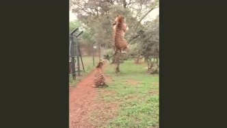 知道老虎的弹跳力有多好吗？一跳有几米高！