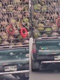 猴子押运车！泰国椰子运输车惊现4只猴子护航：1天工资2根香蕉