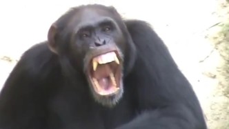 猩猩不堪游客骚扰，砸破钢化玻璃越狱！
