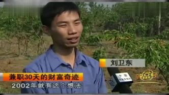22岁小伙打工回家后，砍掉家里15亩樱桃树，却30天获得300万财富