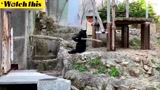 日本动物园出现“功夫熊” 耍弄木棍仿佛会武功