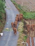 象群吃了庄稼，村民打圆场：大象也饿了，它又不是故意的