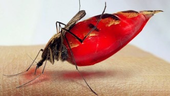 蚊子叮咬人类的时候，究竟最喜欢选择什么血型的人来叮咬呢？