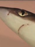 鲨鱼咬合力没有远古鱼强大，为何能成为海洋霸主？