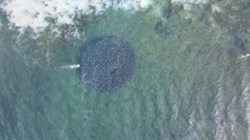 男子用无人机在海上拍风景，拍到巨大移动黑圈，拉近一看不可思议
