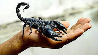 每年都有人被咬丧命的5种蝎子