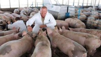 美国这样养猪，难怪猪肉出口量世界第一，看完简直佩服