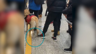 欺负盲人看不见？男子上海地铁多次骚扰导盲犬 女孩制止被骂了一路