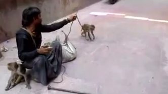 实拍印度街头耍猴，耍猴技术不比中国的差