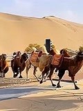 甘肃鸣沙山景区为骆驼设红绿灯：骆驼绿灯骆驼走，人绿灯人走