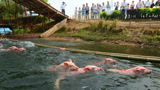 动物猎奇：小猪猪游起泳来，一点也不赖