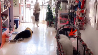 女子在宠物店工作时晕倒，阿拉斯加立马跑去求救，萨摩耶反应亮了