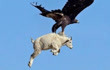 金雕抓山羊飞向空中，意料不到的事情发生了，摄像头记录下全过程
