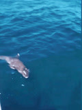 驱赶无效，毛里求斯渔民眼瞅着大批海豚游进漏油海域送死