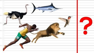 海陆空3种速度最快的动物，你知道是哪3种吗？