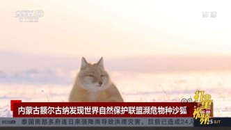 萌！内蒙古额尔古纳发现世界自然保护联盟濒危物种沙狐