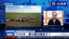 蒙古国送的3万只羊将献给湖北和武汉人民