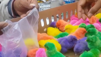 学校门口卖的“彩色小鸡”，养几天就死掉，它们是怎么产出来的？