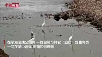 青藏高原最大城市湿地公园白鹭飞舞惹人醉