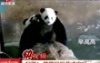 好甜！熊猫妈妈花式宠娃