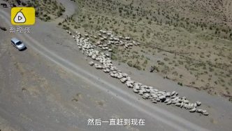 甘肃牧民4点起床赶羊转夏季牧场 每年迁徙3次