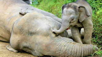 “妈妈快醒醒”，小象用鼻子抚摸妈妈，画面感人！