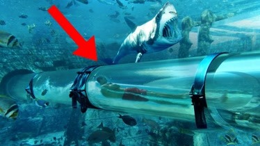 盘点世界上最危险的水滑梯！和鲨鱼肩并肩，你敢挑战哪一种？