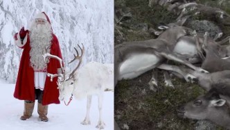 圣诞老人坐骑20年间死一半，或因北极变暖找不到吃的