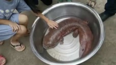 长1米重30斤！金沙江发现十年来最大娃娃鱼，因难产浮出水面