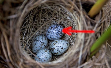 世界上最“绝情”的鸟，只产蛋却不孵蛋，幼鸟生存率人称奇！