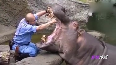 实拍日本动物园内工作人员给河马刷牙 各种乖