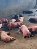 四川通江一养猪场烧煤取暖，因煤烟倒灌致99头生猪中毒死亡