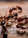 红火蚁已传播至我国435个县市区：攻击性强，叮咬毒性大