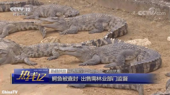 回顾：广西南宁鳄鱼“老赖”养殖公司欠款不还，400多条鳄鱼被查封！