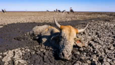 令人窒息！非洲恩加米湖即将干涸 数百头牛马深陷泥泞等待死亡