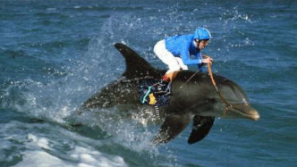 现实版“海豚特种兵”！美国为何训练海豚作战？看完这段恍然大悟